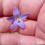 Wahlenbergia capillaris Flower