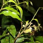 Hirtella triandra Цвят
