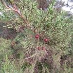Juniperus phoenicea Frucht