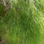 Acacia cognata Fuelha
