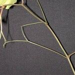 Vitis tiliifolia Ďalší
