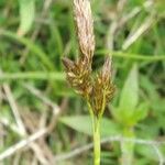 Carex leporina 花