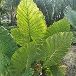 Colocasia esculentaFrunză