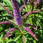 Veronicastrum virginicum Blüte