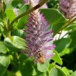 Ptilotus extenuatus Flor
