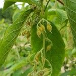 Pterostyrax hispidus Froito