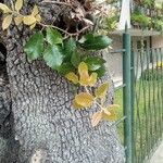 Quercus ithaburensis 葉