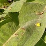 Verbascum speciosum Folha