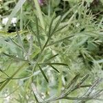 Coriandrum sativum Φύλλο