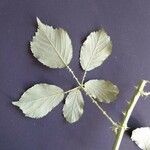 Rubus winteri Blad