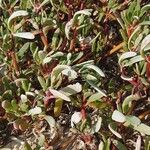 Sesuvium portulacastrum Leaf