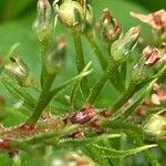 Lysimachia clethroides Fruto