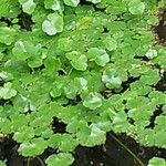 Hydrocotyle ranunculoides Лист