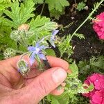 Borago officinalisFlower