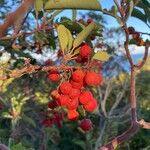 Arbutus andrachneFruit