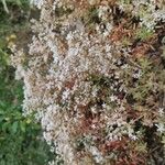 Sedum albumLorea