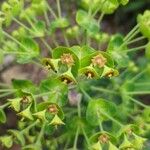 Euphorbia myrsinites Virág