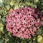 Androsace montana Kwiat