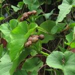 Camonea umbellata Foglia