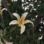Ceiba insignis फूल