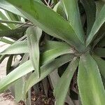 Agave sisalana葉