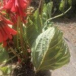 Erythrina zeyheri Leaf