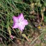 Dianthus furcatus Flower