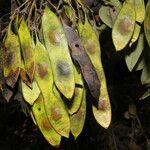 Dalbergia retusa Fruit