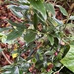 Sarcococca confusa Hàbitat