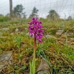 Orchis masculaBlomma