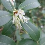 Osmanthus × burkwoodii Çiçek