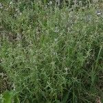 Nepeta nepetella 形態
