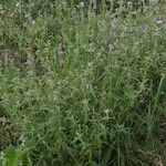 Nepeta nepetella आदत