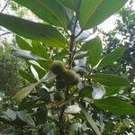 Calophyllum calaba Fuelha