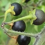 Solanum nigrumFruto