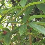 Vitex megapotamica Foglia