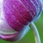Clematis viorna Kwiat