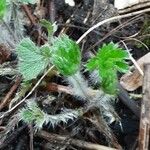 Potentilla nepalensis Leaf