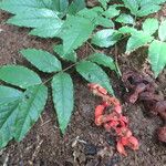 Cojoba catenata Hoja