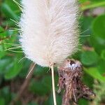 Lagurus ovatus Fleur