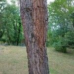 Pinus pinea Bark