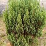 Cupressus sempervirensFolha