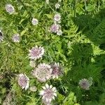 Astrantia majorКвітка