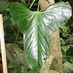 Anthurium subsignatum 葉