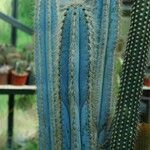 Pilosocereus magnificus Ліст