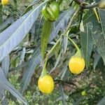 Solanum aviculare Levél