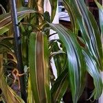 Dracaena fragrans Leaf