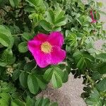 Rosa rubiginosa Blomma