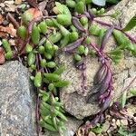 Crassothonna capensis Leaf