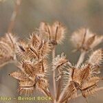 Orlaya grandiflora 果実